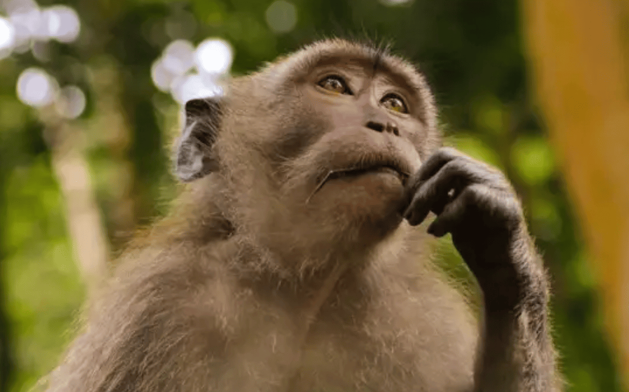 Thoughts Without Words