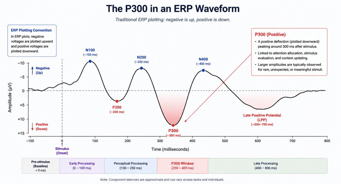 P300 Explained