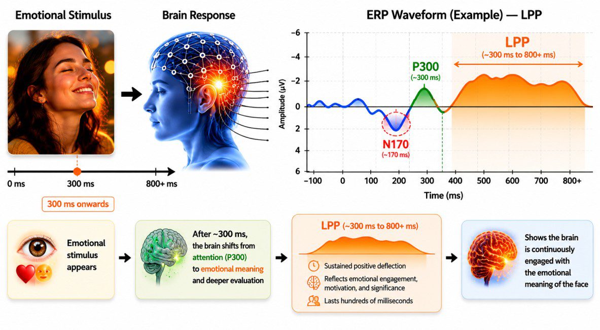 What is LPP Late Positive Potential